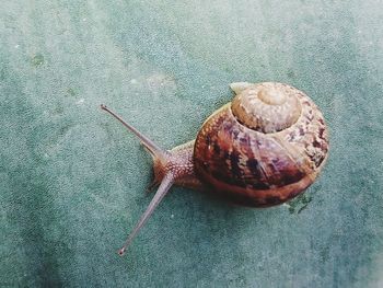 Close-up of snail