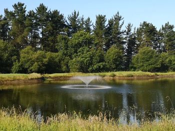 Scenic view of lake by trees in forest