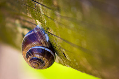 Close-up of snail on plant