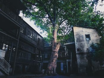 Low angle view of tree by building in city