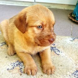 Close-up of a dog looking away