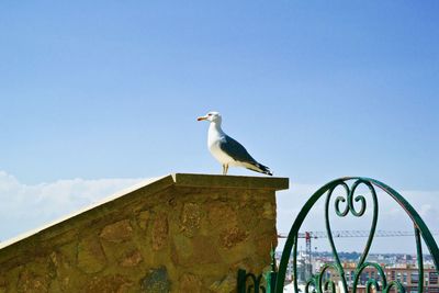 Low angle view of seagull perching on wall