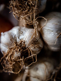 Close-up of dried plant in nest