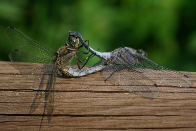 Close-up of insect on wood