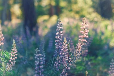 Close-up of purple flowering plants on field