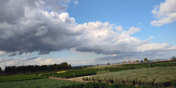 Scenic view of agricultural field against sky