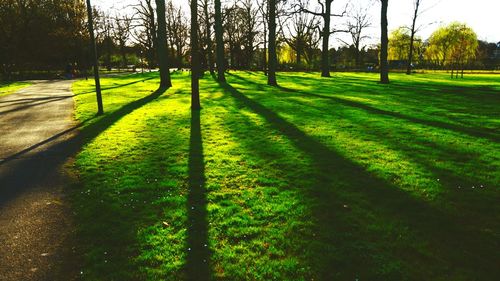 View of golf course on trees