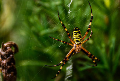 Close-up of spider on web