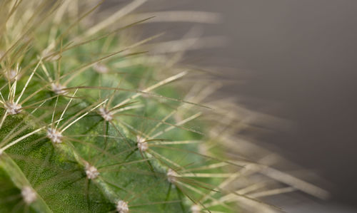 Close-up of cactus plant