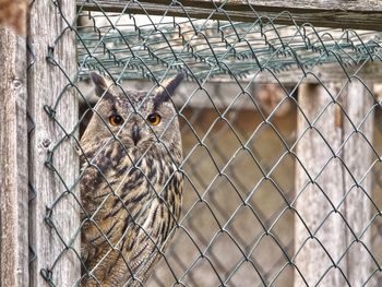 Portrait of owl in cage at zoo