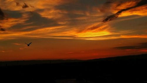 Silhouette bird flying against orange sky