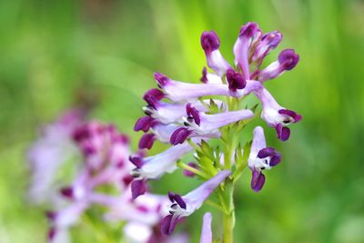 Close-up of purple flowering plant