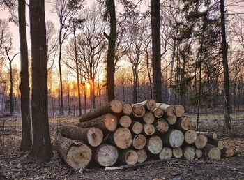 Stack of logs in forest