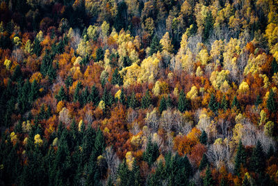 Full frame shot of autumn trees in forest