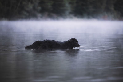 Black swan swimming in lake