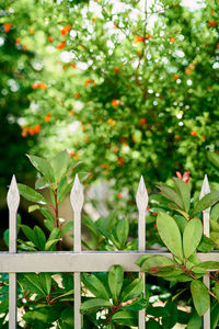 Close-up of white flowering plants