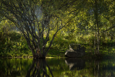 View of a lake in forest