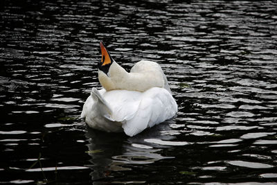 Swan swimming in lake