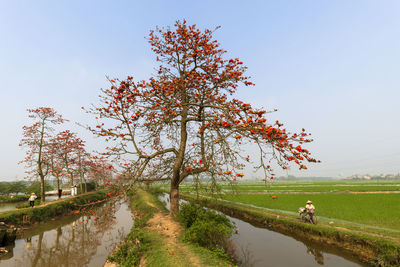 Trees on field against clear sky