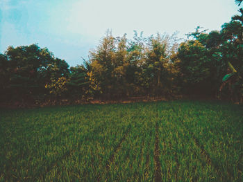 Scenic view of field against sky