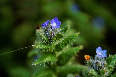 Close-up of purple flowering plant