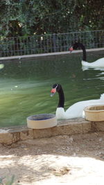 Side view of swan swimming on lake