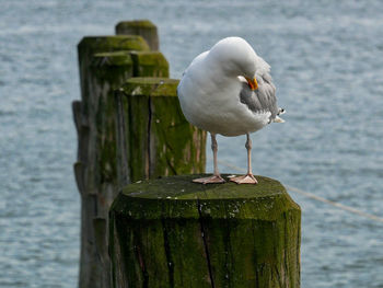 Seagull perching on wooden post by sea