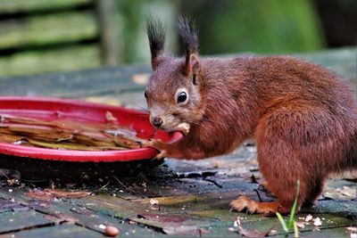 Close-up of squirrel