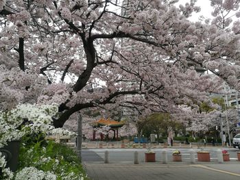 Flower tree in city