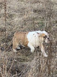 High angle view of cow on field