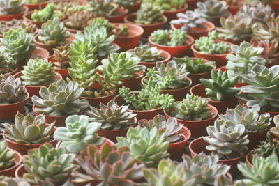 Full frame shot of plants