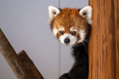 Close-up of red panda