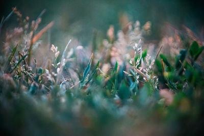 Close-up of plants growing on field