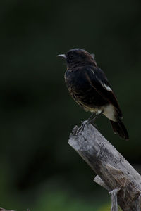 Close-up of bird perching on wooden post