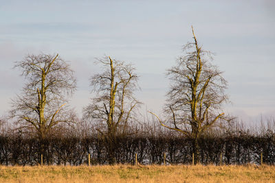 Bare trees on field against sky