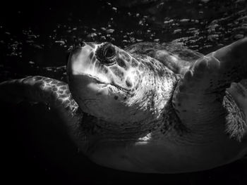 Close-up of fish swimming in sea