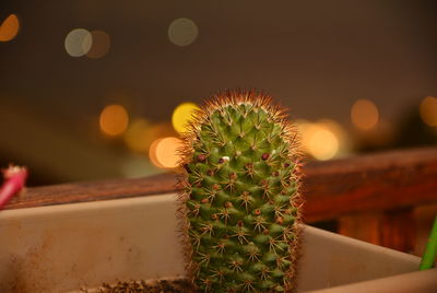 Close-up of cactus plant at night