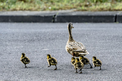 Ducks on road