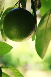 Close-up of lemon hanging from tree