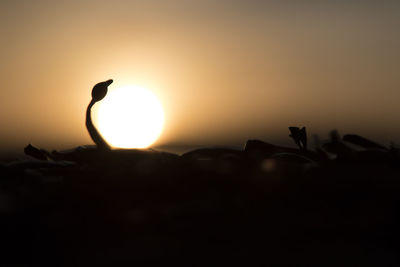 Close-up of silhouette bird against clear sky during sunset