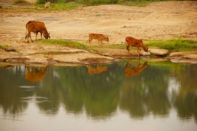 Elephants in lake