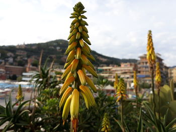 Close-up of yellow flowering plant on field against sky