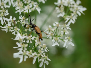 Close-up of beetle pollinating on flower