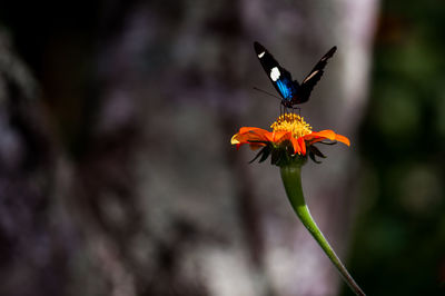 Close-up of butterfly pollinating on purple flower