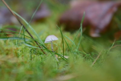 Close-up of mushroom growing on field