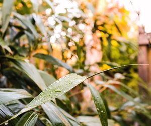 Close-up of raindrops on plant