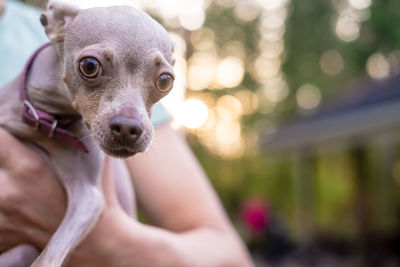 Close-up portrait of a dog