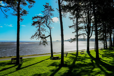 Trees on landscape by sea against sky