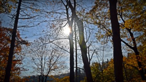 Low angle view of trees against sky