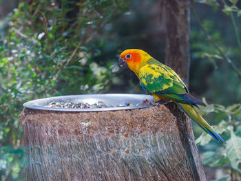 Close-up of parrot perching on feeder